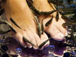 بازدید از ماهی‌های رنگی (چشمه دکترفیش)