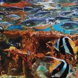 گشت هنگام (آکواریوم طبیعی هنگام)