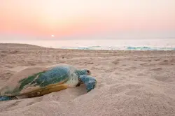 گشت هرمز (ساحل لاکپشت و خرچنگ ها)