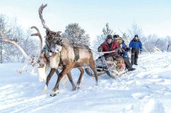 سورتمه با گوزن ها (سورتمه سواری با گوزنهای شمالی)