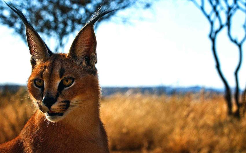 تور کویر کاراکال و شهر یزد، میبد و چک چک