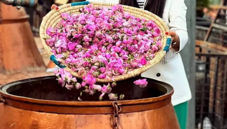 گلاب گیری